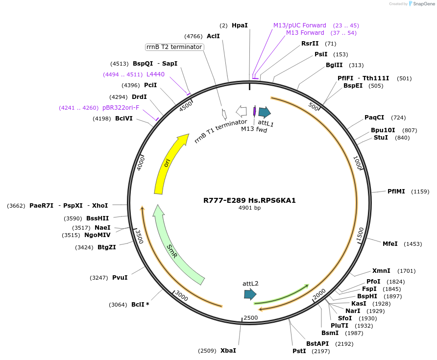 70573-plasmid-map-sequence-id-181742