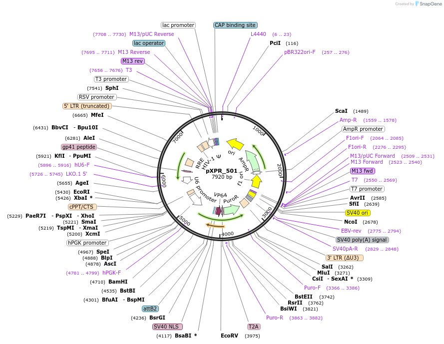 96922-plasmid-map-sequence-id-181743