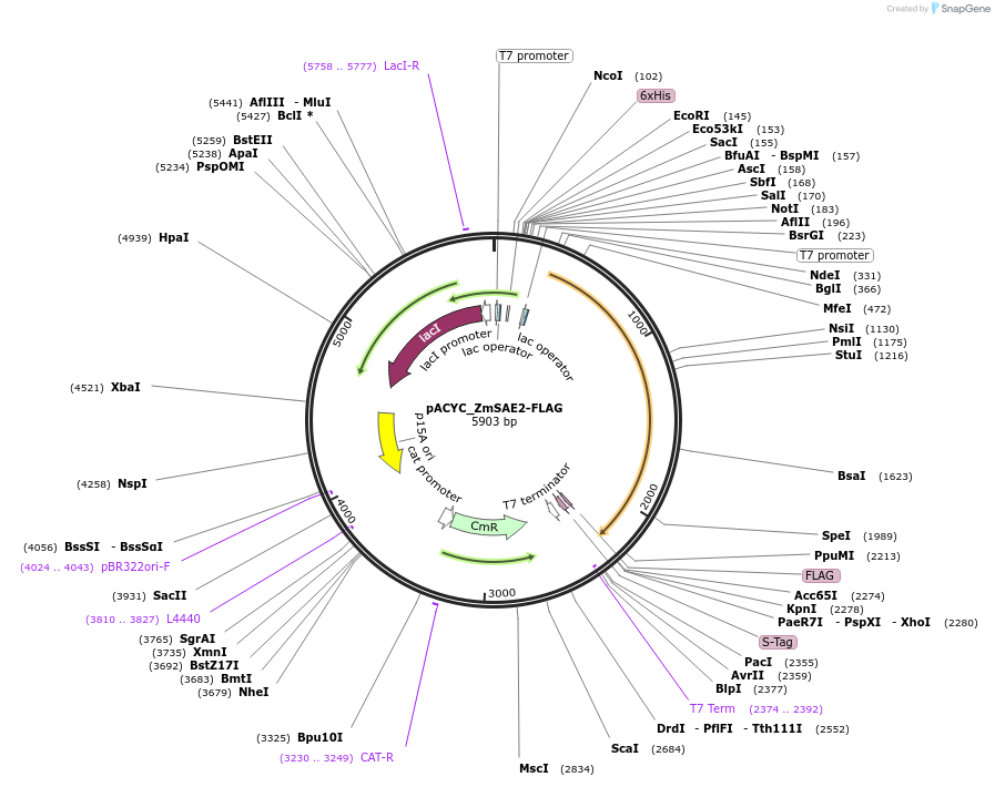 91943-plasmid-map-sequence-id-181744
