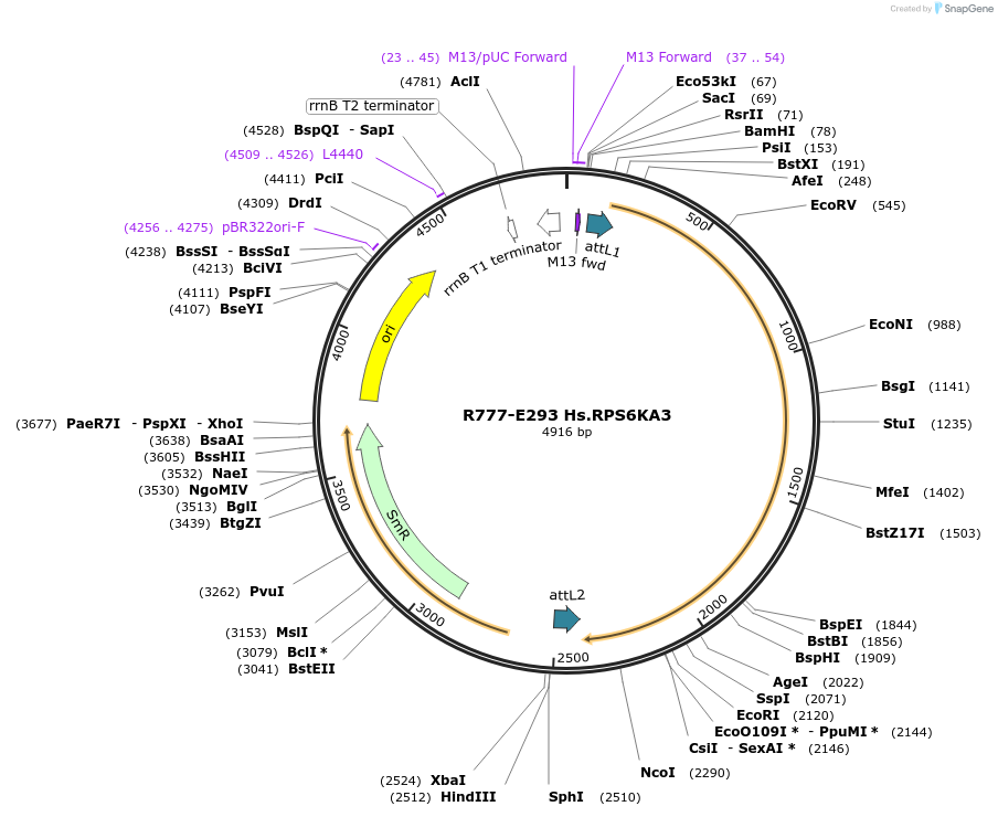 70577-plasmid-map-sequence-id-181747