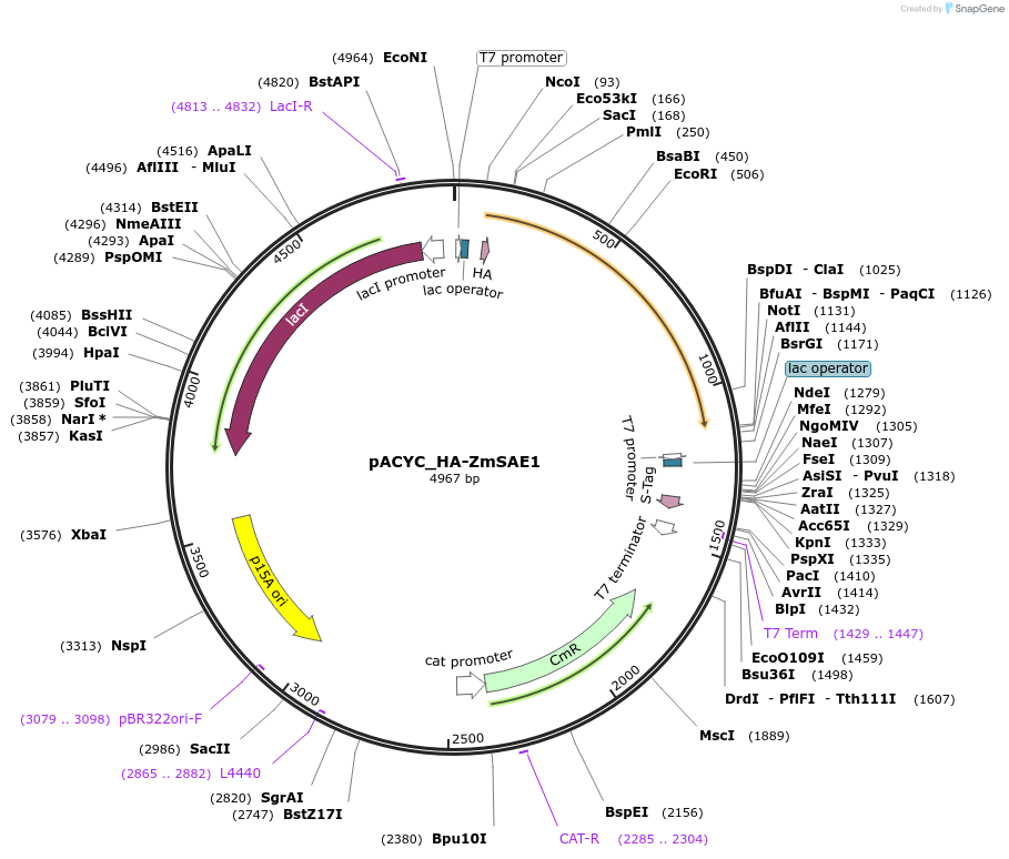 91942-plasmid-map-sequence-id-181748