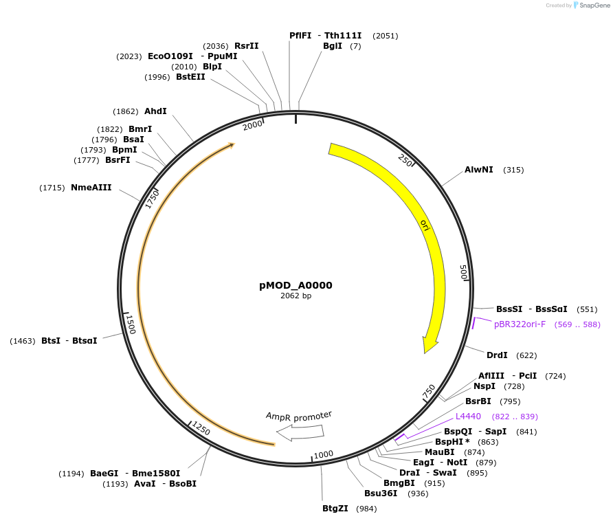 90997-plasmid-map-sequence-id-181753