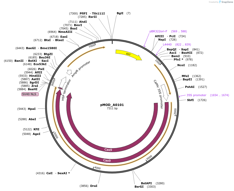90998-plasmid-map-sequence-id-181754