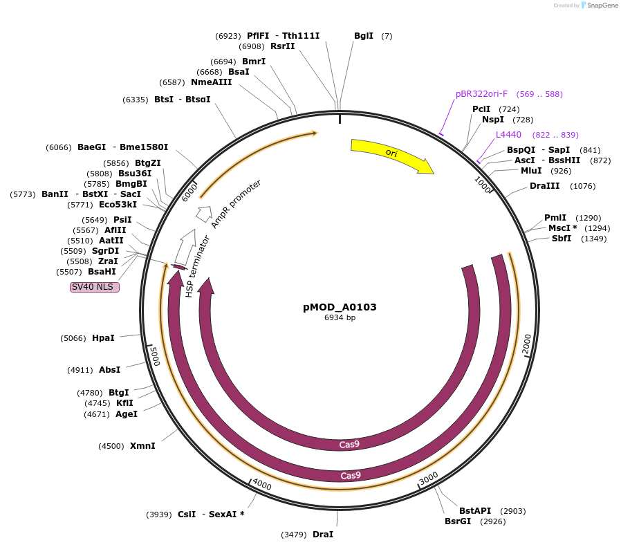 91000-plasmid-map-sequence-id-181755