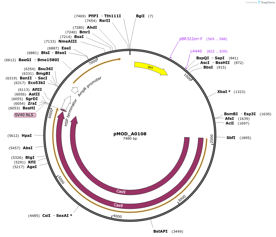 91001-plasmid-map-sequence-id-181756