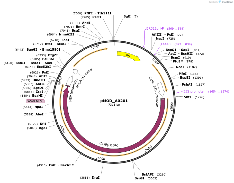 91002-plasmid-map-sequence-id-181757