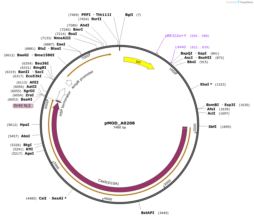 91004-plasmid-map-sequence-id-181760