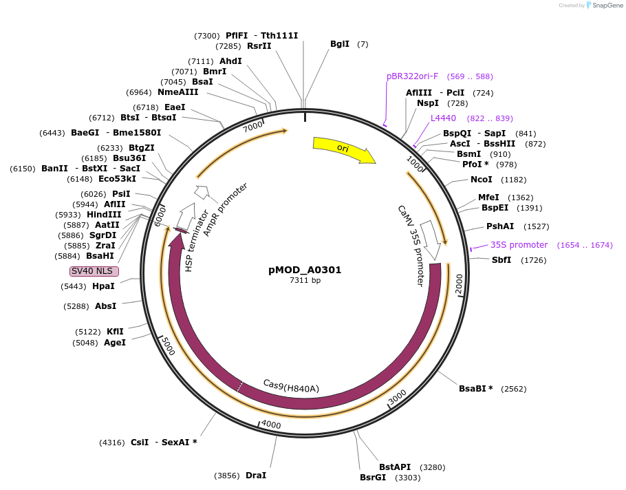 91005-plasmid-map-sequence-id-181761