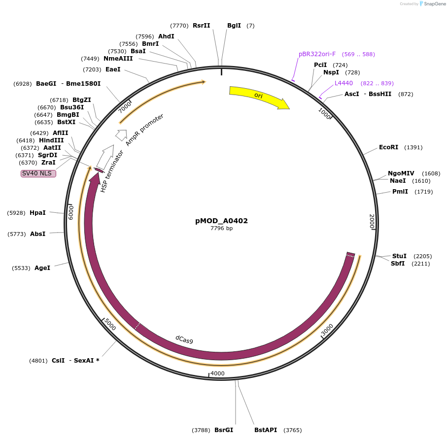 91009-plasmid-map-sequence-id-181763