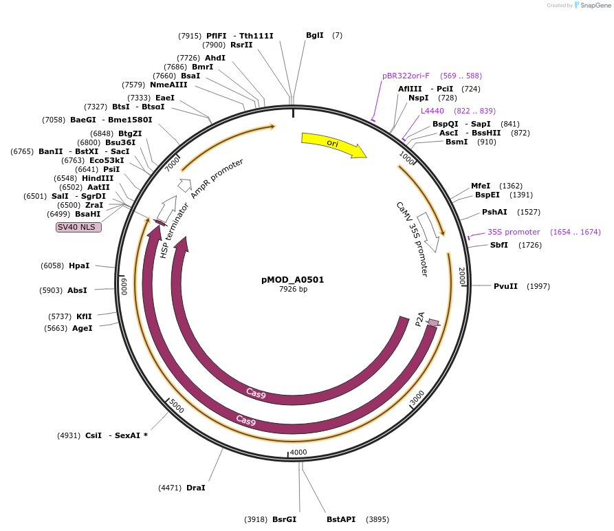 91011-plasmid-map-sequence-id-181765