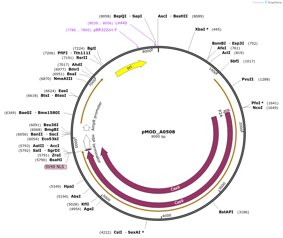 91014-plasmid-map-sequence-id-181768