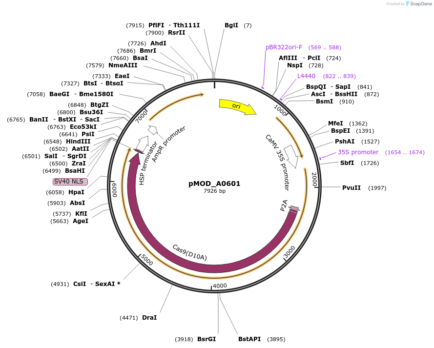 91016-plasmid-map-sequence-id-181770