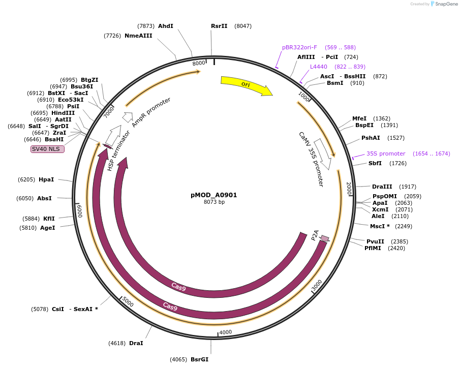 91025-plasmid-map-sequence-id-181777