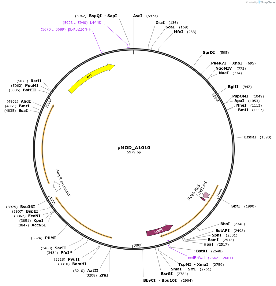 91030-plasmid-map-sequence-id-181782