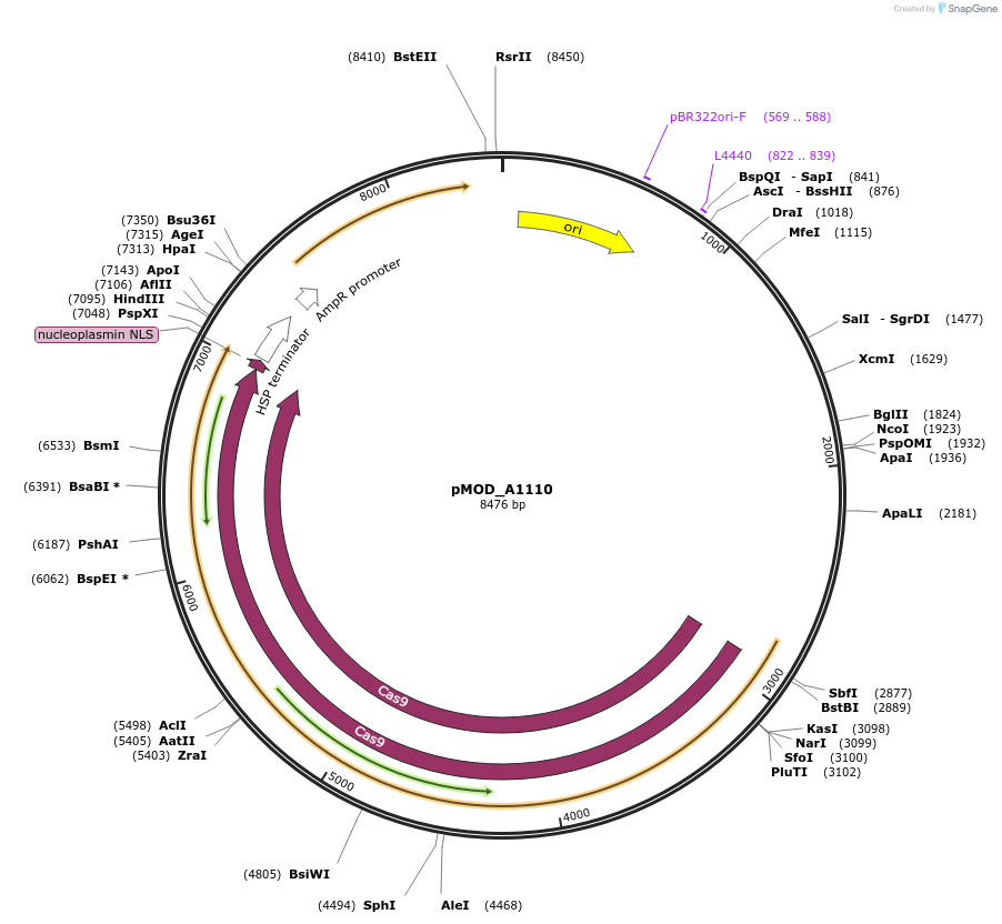 91031-plasmid-map-sequence-id-181785