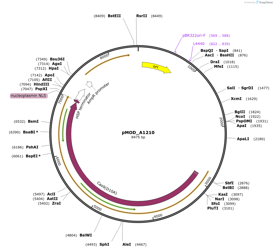 91033-plasmid-map-sequence-id-181788