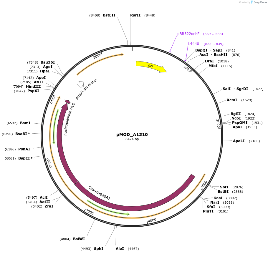 91034-plasmid-map-sequence-id-181789