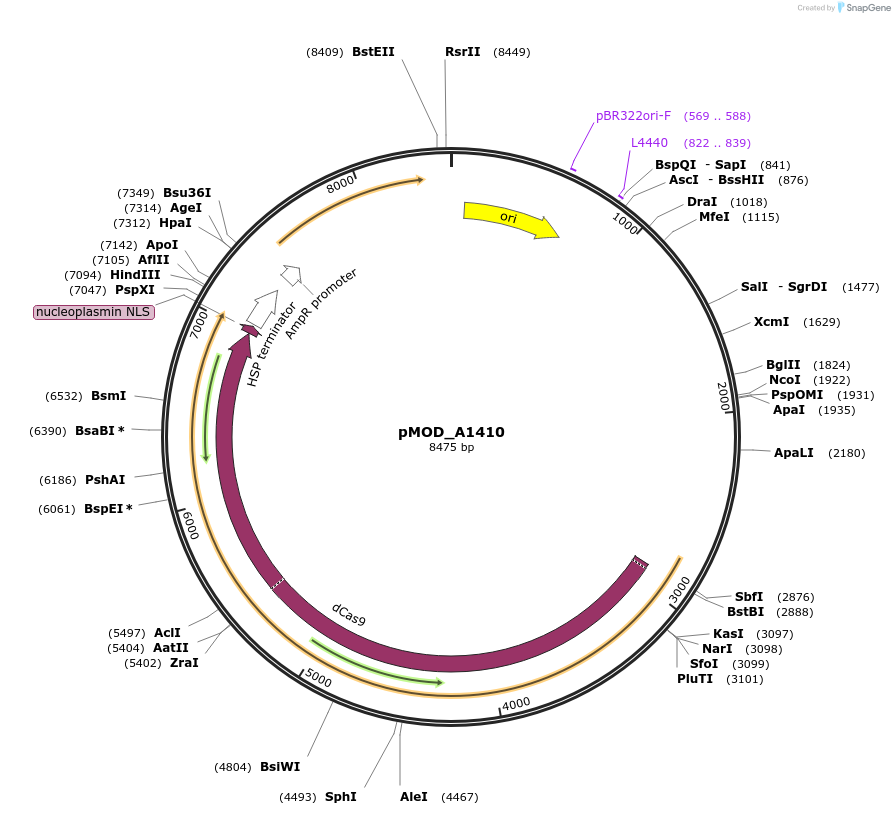 91035-plasmid-map-sequence-id-181790
