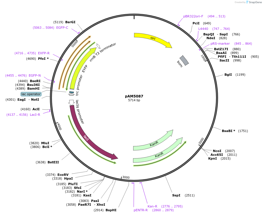 85123-plasmid-map-sequence-id-181796