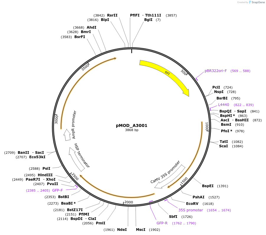 91042-plasmid-map-sequence-id-181800
