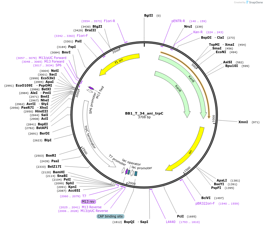 90291-plasmid-map-sequence-id-181801