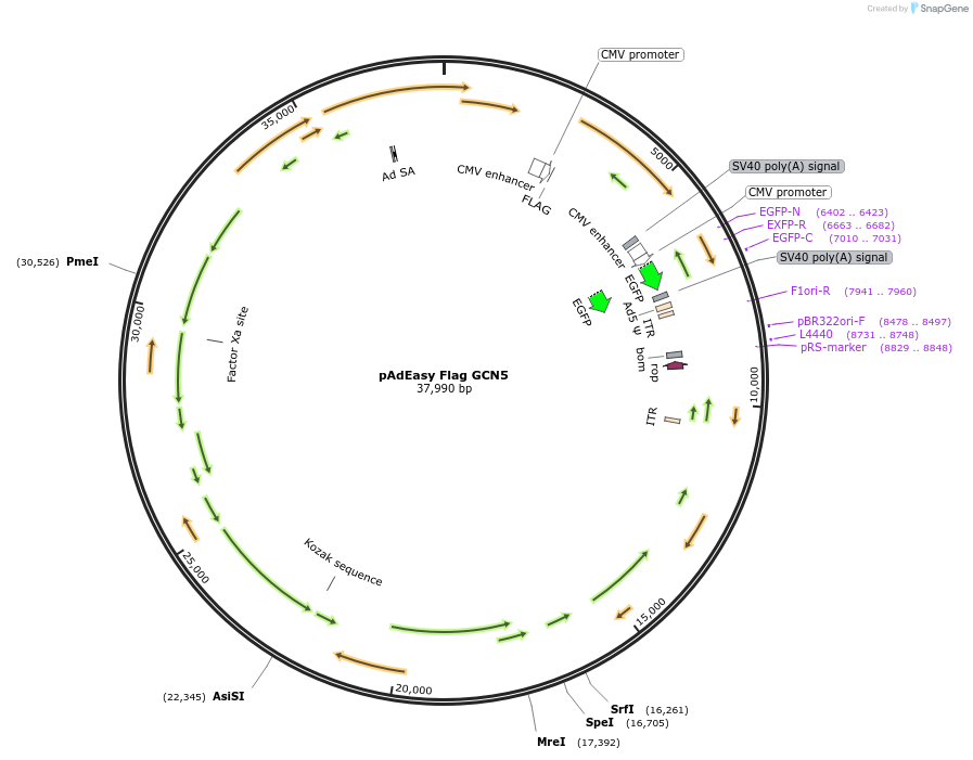 14106-plasmid-map-sequence-id-181803