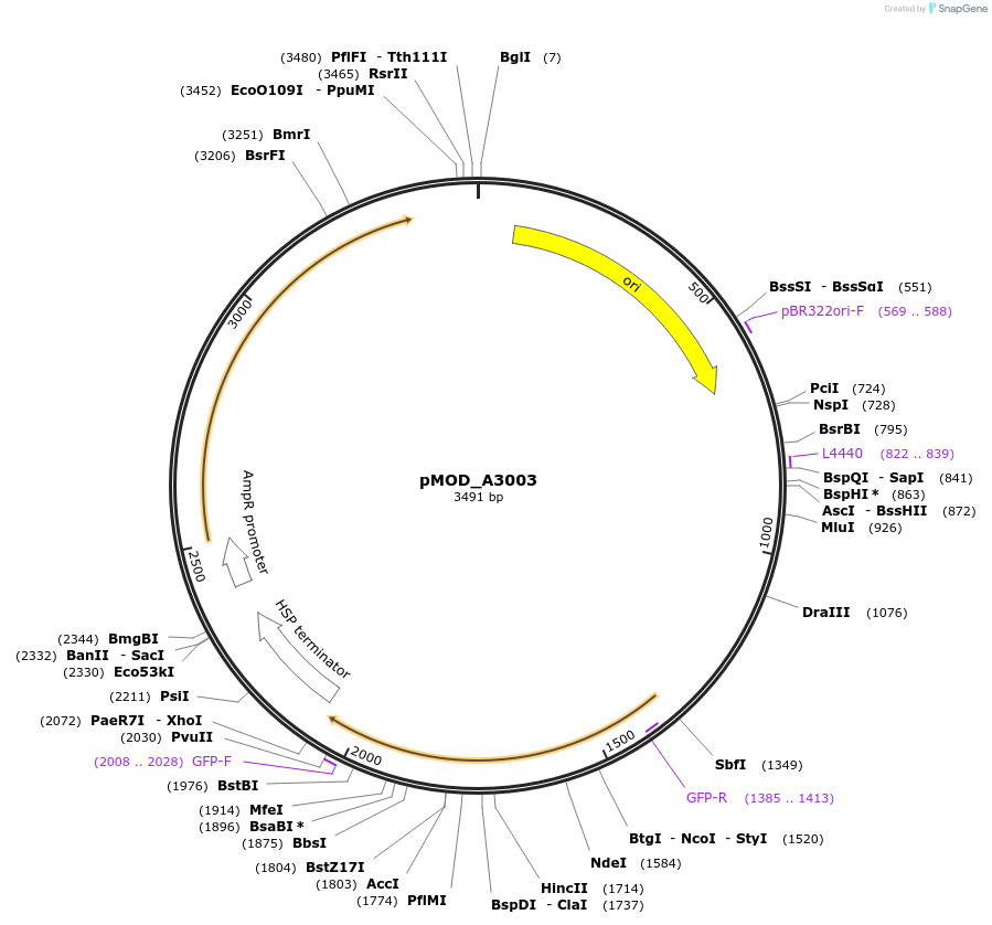 91043-plasmid-map-sequence-id-181804