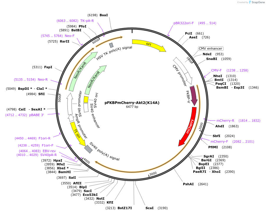 86597-plasmid-map-sequence-id-181806