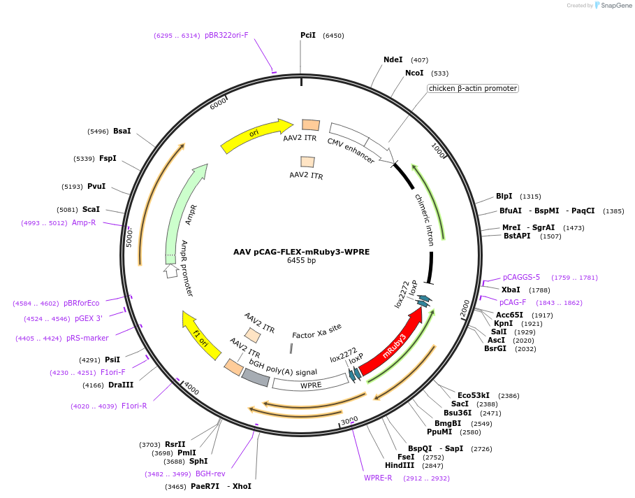 99279-plasmid-map-sequence-id-181812