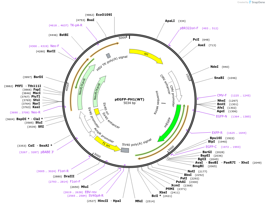 86599-plasmid-map-sequence-id-181814