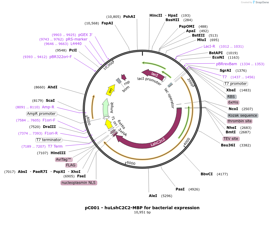 79150-plasmid-map-sequence-id-181819