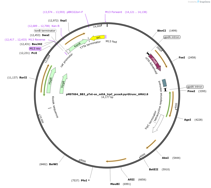 90292-plasmid-map-sequence-id-181820