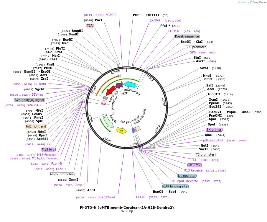92400-plasmid-map-sequence-id-181826