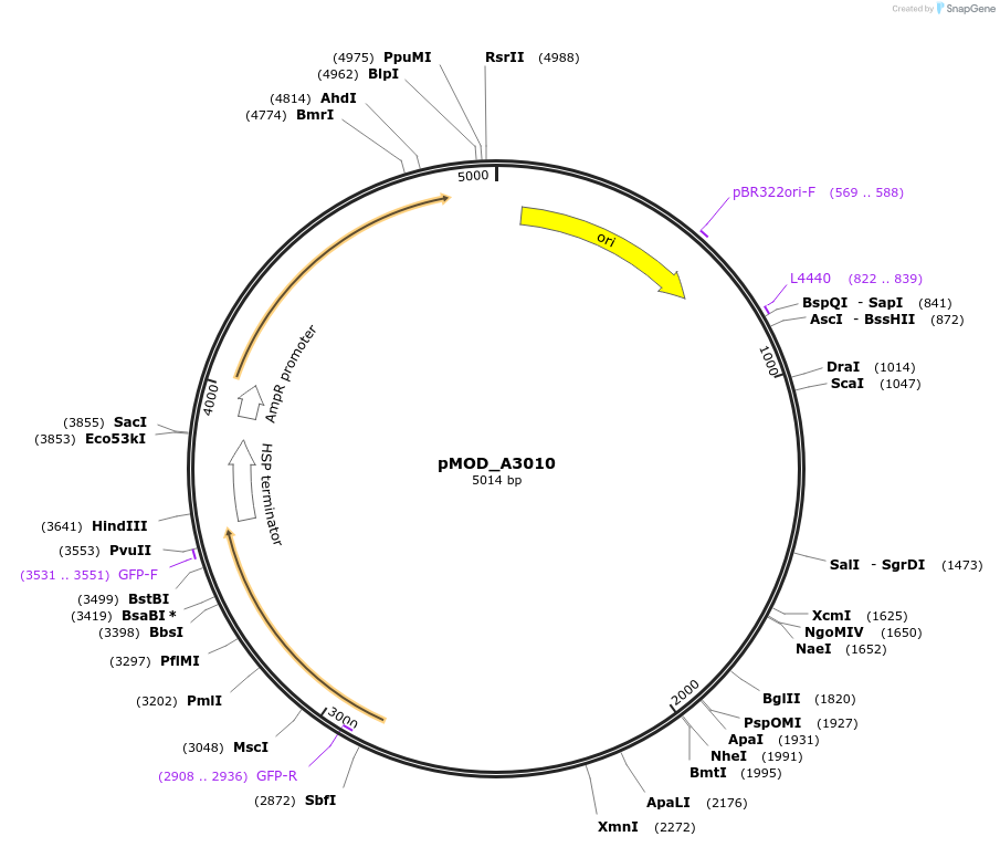 91044-plasmid-map-sequence-id-181827