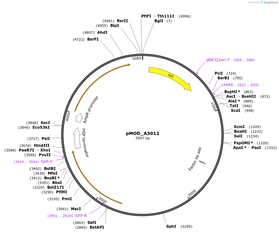 91045-plasmid-map-sequence-id-181828