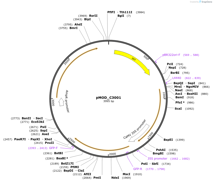 91094-plasmid-map-sequence-id-181831