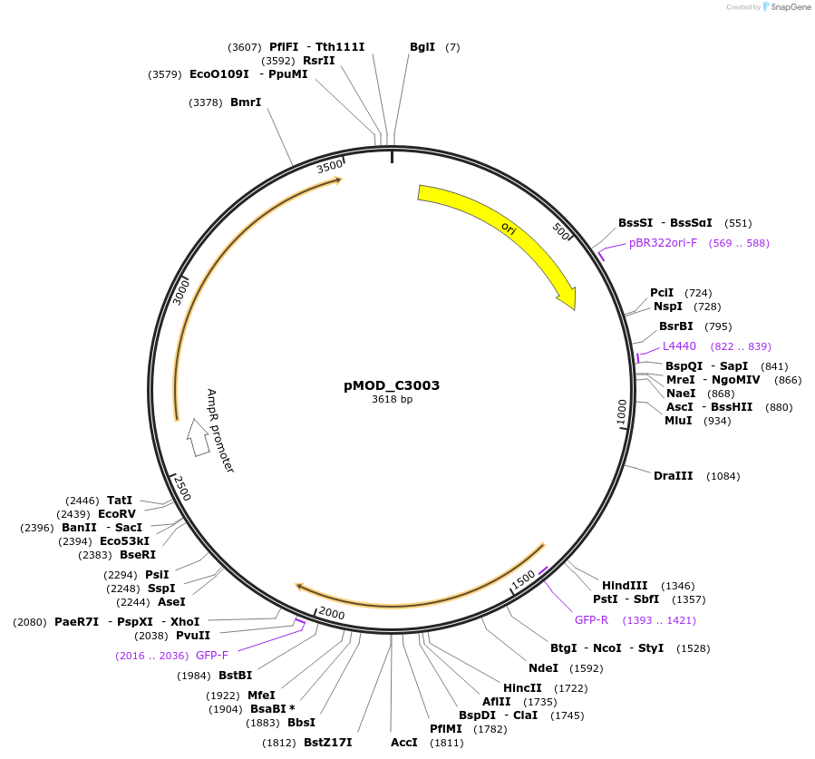 91095-plasmid-map-sequence-id-181832