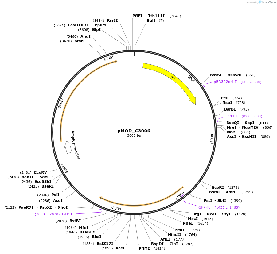 91096-plasmid-map-sequence-id-181833