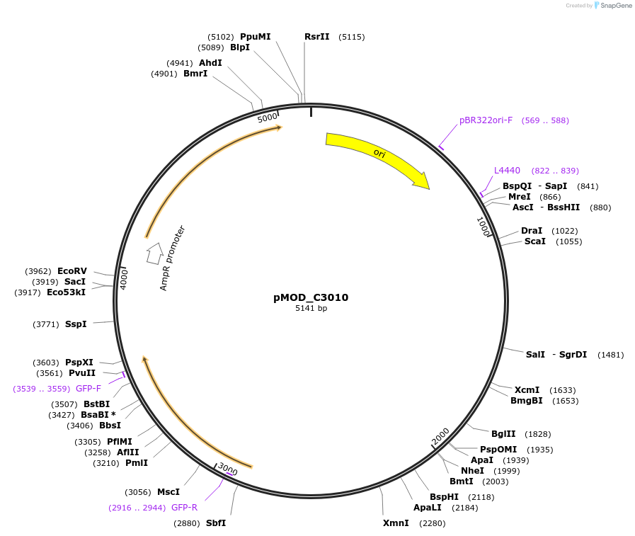 91098-plasmid-map-sequence-id-181835