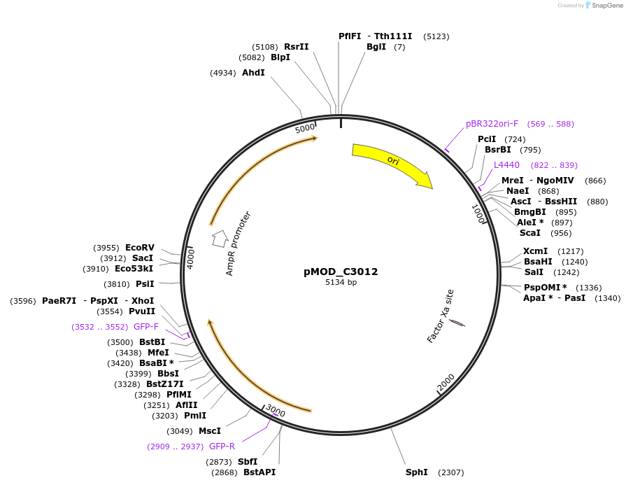 91099-plasmid-map-sequence-id-181836