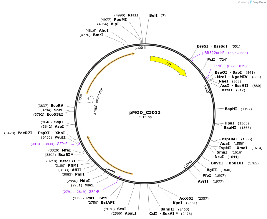 91100-plasmid-map-sequence-id-181837