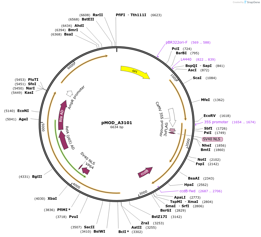 91048-plasmid-map-sequence-id-181838