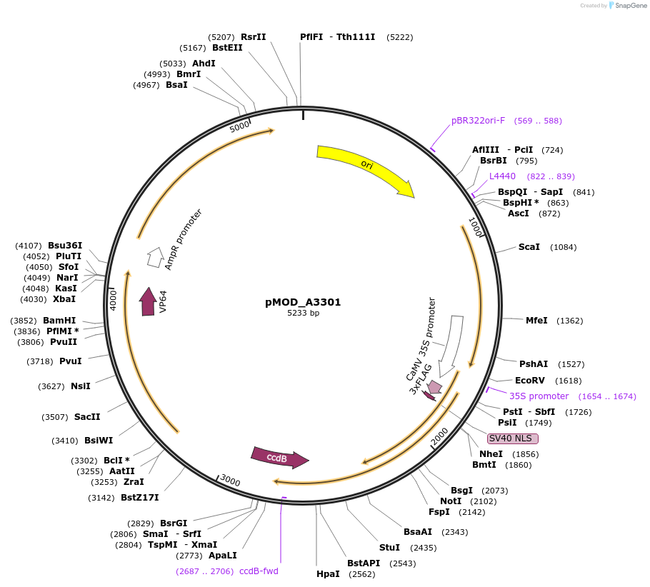 91049-plasmid-map-sequence-id-181839