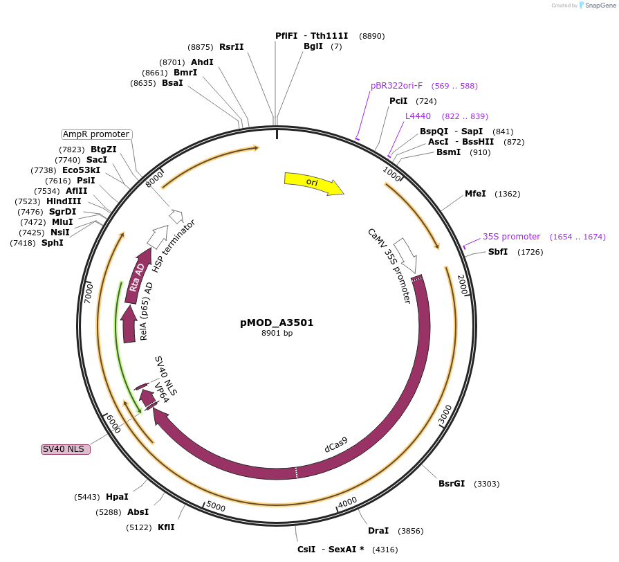 91050-plasmid-map-sequence-id-181840