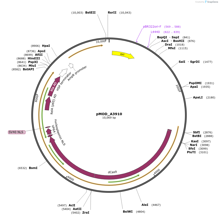 91054-plasmid-map-sequence-id-181842