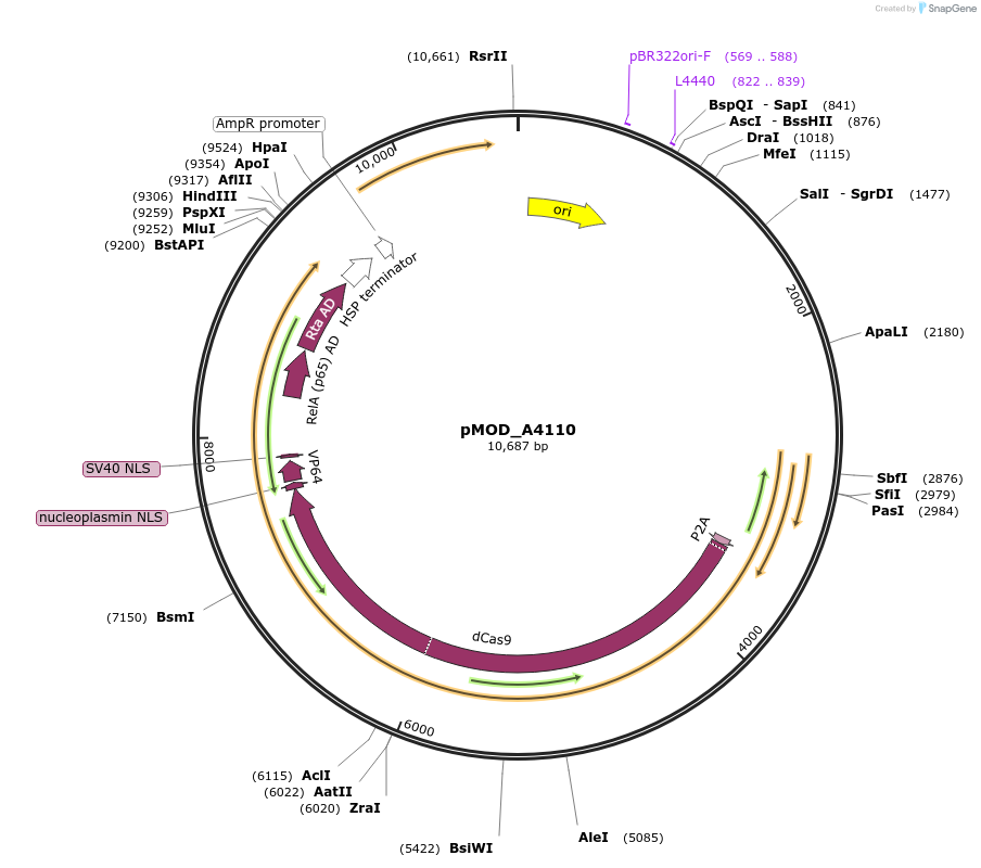 91056-plasmid-map-sequence-id-181848