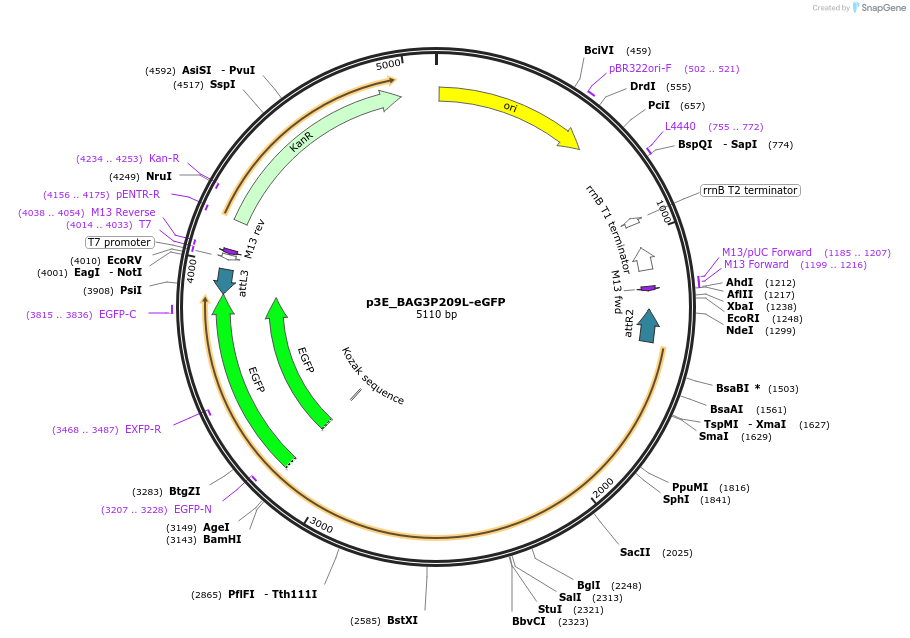 98181-plasmid-map-sequence-id-181851