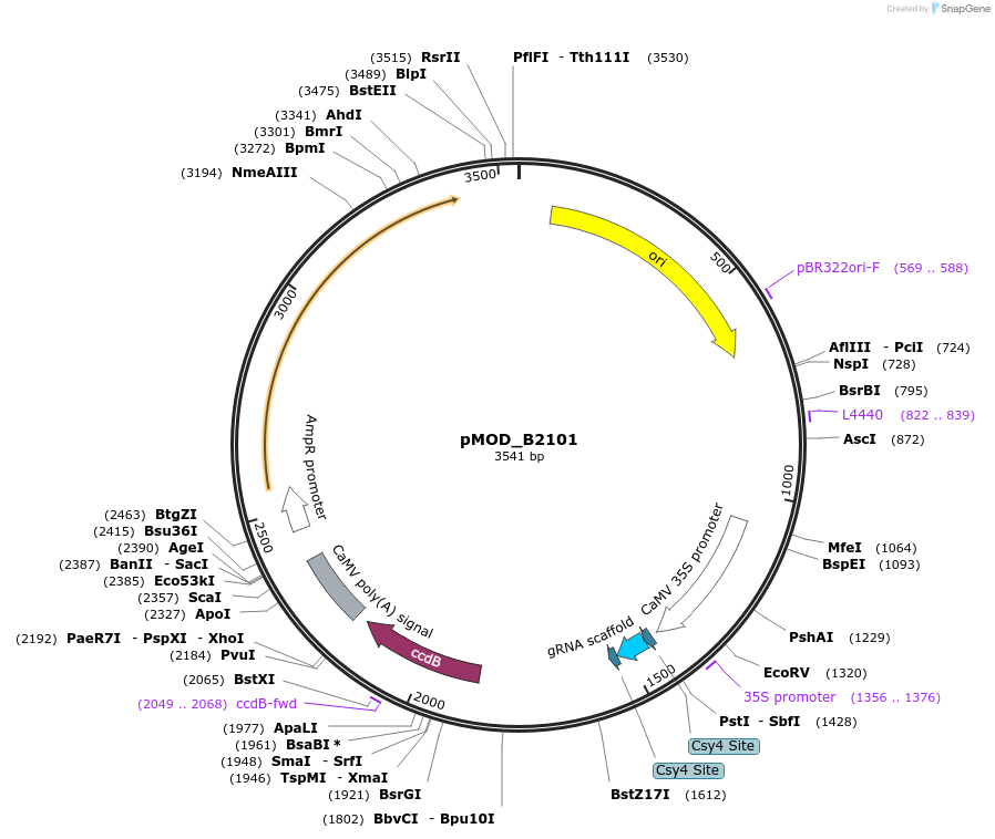 91060-plasmid-map-sequence-id-181852
