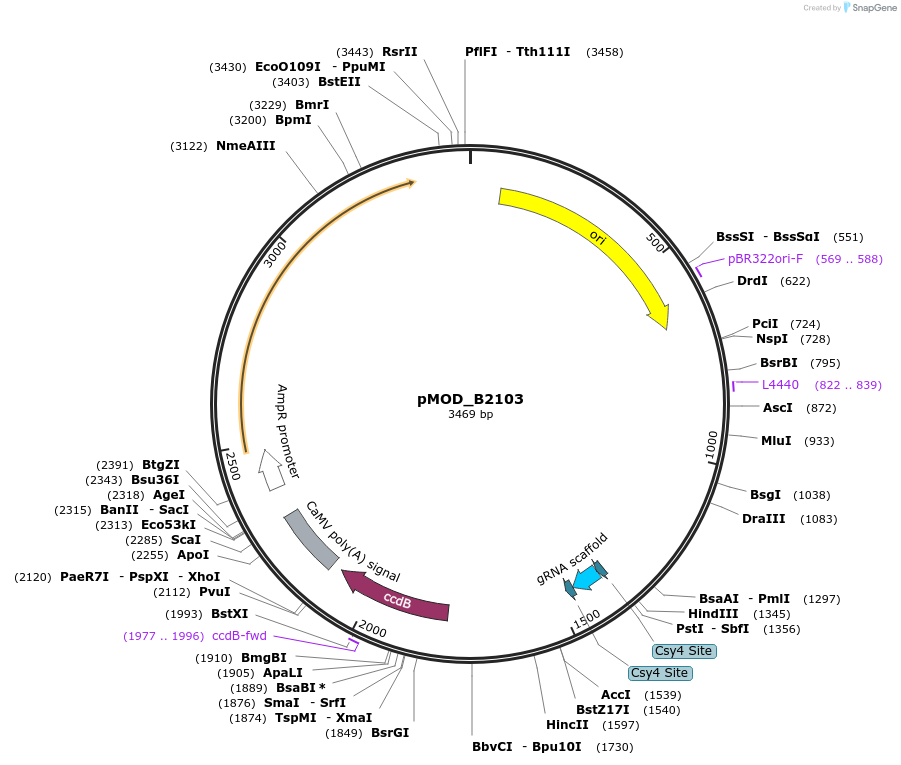 91061-plasmid-map-sequence-id-181853