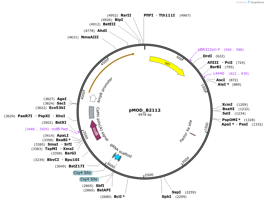 91064-plasmid-map-sequence-id-181860